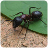 Ant Control Turves Green