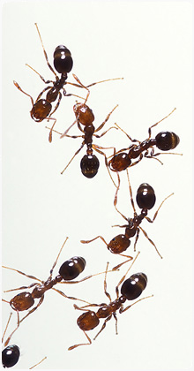 Pest Control Delph