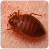 Bed Bug Control Ants/avian/about/ants/avian/ants/ants/avian/about/ants/avian/cape Hill