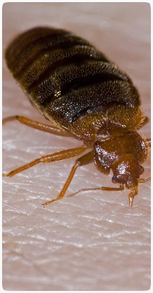 Pest Control Delph