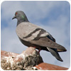 Bird Control Squirrels/avian/rats/wasps/advice/mice/squirrels/flies/midlands Control/building Maintenance.html