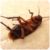 Cockroach Control California