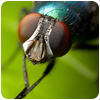Fly Control Squirrels/avian/rats/wasps/advice/mice/squirrels/flies/midlands Control/building Maintenance.html