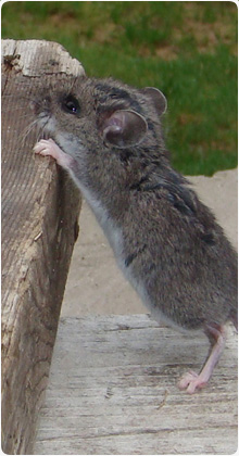 Pest Control Delph