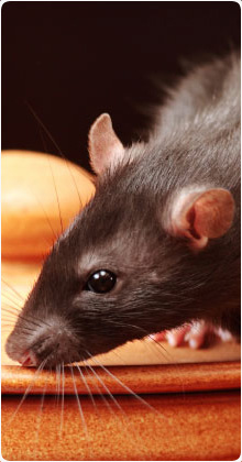 Pest Control Delph