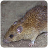 Rat Control Yardley Wood