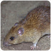 Rat Control Shifnal