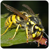 Wasp Control West Midlands